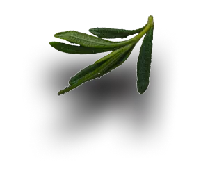 vegan