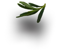 leaff