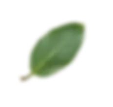 rosmarine